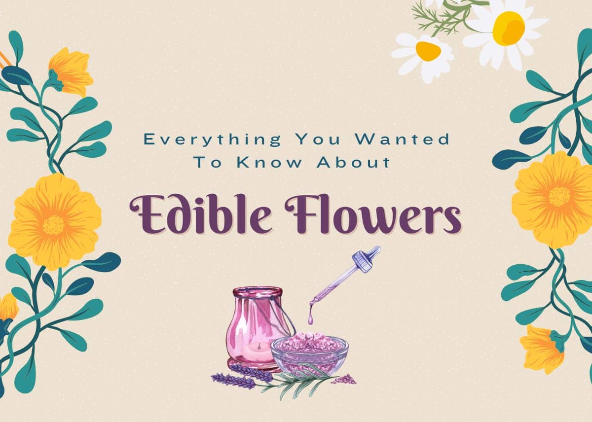 Floral Food Faces  Edible flowers, Edible flowers recipes, Flower